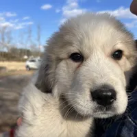 Teddy, a male Great Pyrenees for sale in Suffolk, VA – Photo 4 of 4