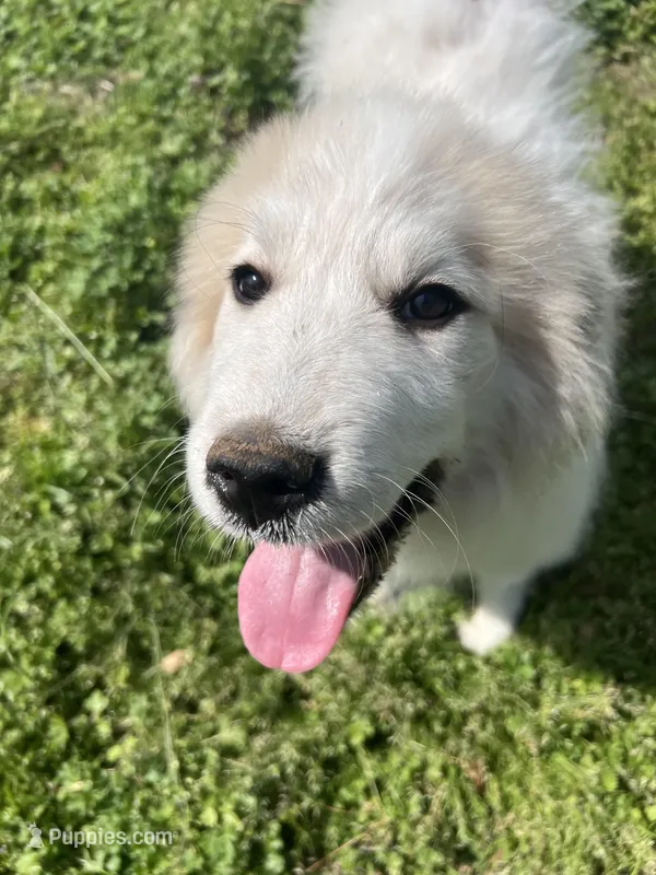 Teddy – Great Pyrenees puppy for sale in Suffolk, VA