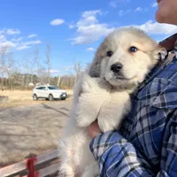 Teddy, a male Great Pyrenees for sale in Suffolk, VA – Photo 3 of 4