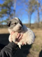 Penny, a female Great Pyrenees for sale in Suffolk, VA – Photo 2 of 3