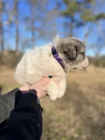 Penny, a female Great Pyrenees for sale in Suffolk, VA – Photo 3 of 3