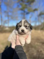 Penny, a female Great Pyrenees for sale in Suffolk, VA – Photo 1 of 3
