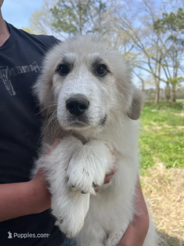 Moose – Great Pyrenees puppy for sale in Suffolk, VA