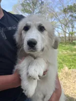 Moose, a male Great Pyrenees for sale in Suffolk, VA – Photo 1 of 3