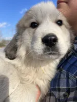Moose, a male Great Pyrenees for sale in Suffolk, VA – Photo 3 of 3