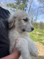 Moose, a male Great Pyrenees for sale in Suffolk, VA – Photo 2 of 3