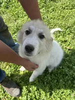 Moose, a male Great Pyrenees for sale in Suffolk, VA – Photo 3 of 3