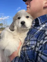 Moose, a male Great Pyrenees for sale in Suffolk, VA – Photo 1 of 3