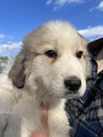 Moose, a male Great Pyrenees for sale in Suffolk, VA – Photo 2 of 3