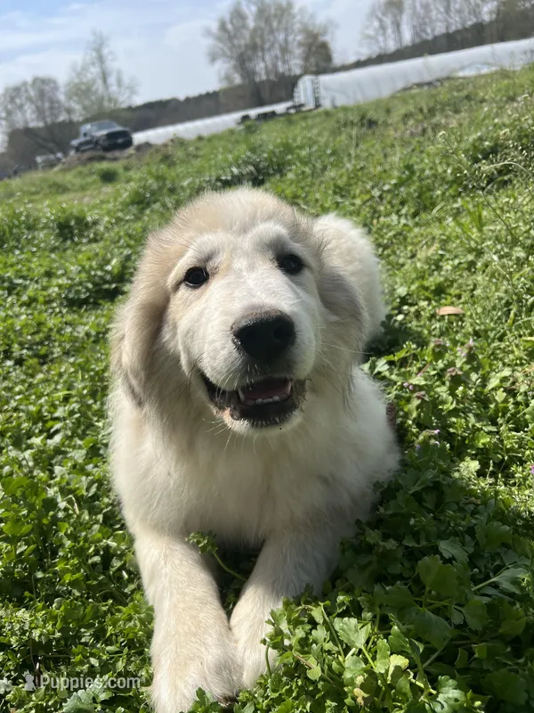Gus – Great Pyrenees puppy for sale in Suffolk, VA