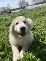 Gus, a male Great Pyrenees for sale in Suffolk, VA – Photo 1 of 5