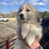 Gus, a male Great Pyrenees for sale in Suffolk, VA – Photo 2 of 5