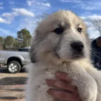 Gus, a male Great Pyrenees for sale in Suffolk, VA – Photo 3 of 5