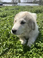 Gus, a male Great Pyrenees for sale in Suffolk, VA – Photo 4 of 5
