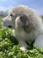 Gus, a male Great Pyrenees for sale in Suffolk, VA – Photo 5 of 5
