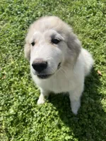 Gus, a male Great Pyrenees for sale in Suffolk, VA – Photo 2 of 5