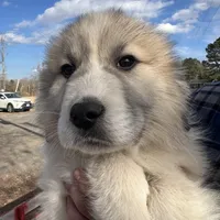 Gus, a male Great Pyrenees for sale in Suffolk, VA – Photo 1 of 5