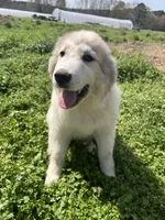 Gus, a male Great Pyrenees for sale in Suffolk, VA – Photo 3 of 5