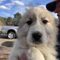 Gus, a male Great Pyrenees for sale in Suffolk, VA – Photo 5 of 5
