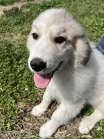 Maverick, a male Great Pyrenees for sale in Suffolk, VA – Photo 4 of 5