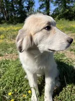 Maverick, a male Great Pyrenees for sale in Suffolk, VA – 3 of 8