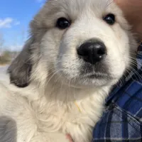 Maverick, a male Great Pyrenees for sale in Suffolk, VA – Photo 5 of 5