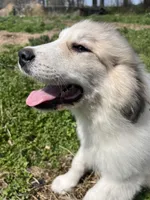 Maverick, a male Great Pyrenees for sale in Suffolk, VA – Photo 3 of 5