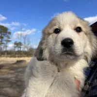 Maverick, a male Great Pyrenees for sale in Suffolk, VA – Photo 3 of 5