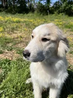 Maverick, a male Great Pyrenees for sale in Suffolk, VA – 8 of 8