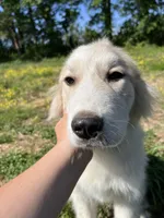 Maverick, a male Great Pyrenees for sale in Suffolk, VA – 2 of 8