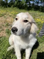 Maverick, a male Great Pyrenees for sale in Suffolk, VA – 5 of 8