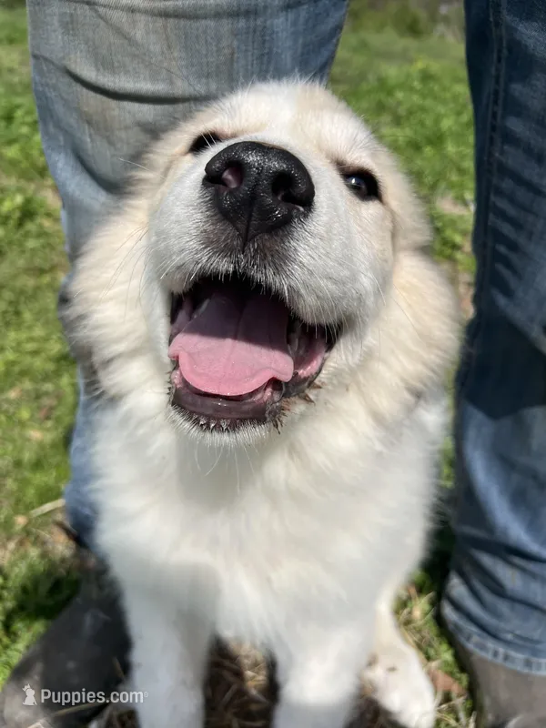 Maverick – Great Pyrenees puppy for sale in Suffolk, VA