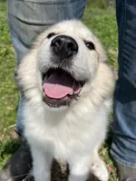 Maverick, a male Great Pyrenees for sale in Suffolk, VA – Photo 1 of 5