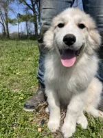 Maverick, a male Great Pyrenees for sale in Suffolk, VA – Photo 5 of 5