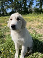 Maverick, a male Great Pyrenees for sale in Suffolk, VA – 6 of 8