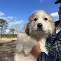 Maverick, a male Great Pyrenees for sale in Suffolk, VA – Photo 2 of 5