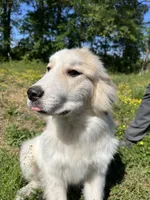 Maverick, a male Great Pyrenees for sale in Suffolk, VA – 4 of 8