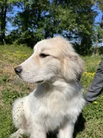 Maverick, a male Great Pyrenees for sale in Suffolk, VA – 7 of 8