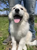 Maverick, a male Great Pyrenees for sale in Suffolk, VA – Photo 2 of 5