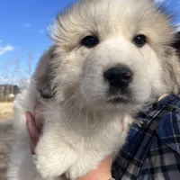 Maverick, a male Great Pyrenees for sale in Suffolk, VA – Photo 1 of 5