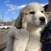 Maverick, a male Great Pyrenees for sale in Suffolk, VA – Photo 4 of 5