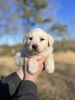 Nova, a female Great Pyrenees for sale in Suffolk, VA – Photo 1 of 4