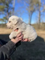 Nova, a female Great Pyrenees for sale in Suffolk, VA – Photo 4 of 4