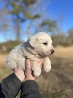 Nova, a female Great Pyrenees for sale in Suffolk, VA – Photo 3 of 4
