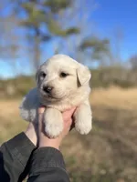 Nova, a female Great Pyrenees for sale in Suffolk, VA – Photo 2 of 4