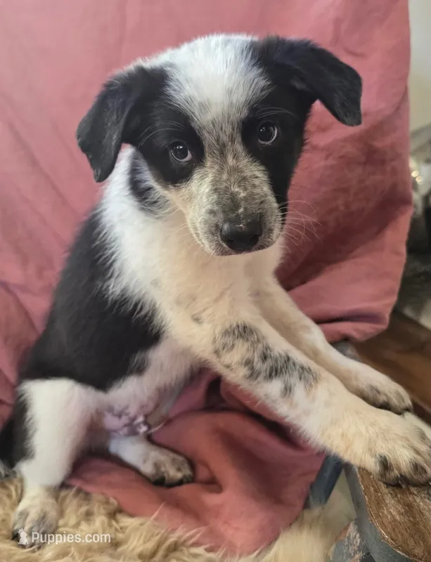 Brutus – Australian Cattle Dog, Australian Shepherd puppy for sale in Ozark, MO