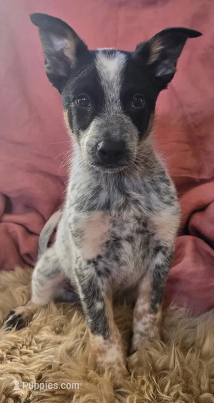 Bear – Australian Cattle Dog, Australian Shepherd puppy for sale in Ozark, MO