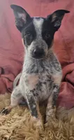 Bear, a male Australian Cattle Dog and Australian Shepherd for sale in Ozark, MO – 1 of 2