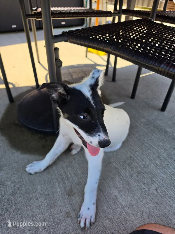 Bandit – Australian Cattle Dog, Australian Shepherd puppy for sale in Ozark, MO