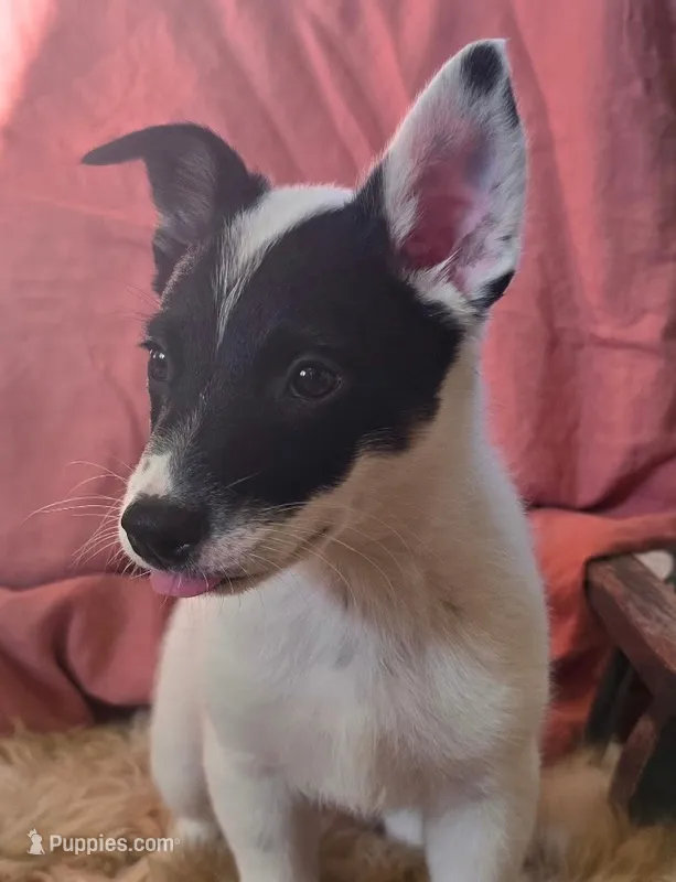 Bandit – Australian Cattle Dog, Australian Shepherd puppy for sale in Ozark, MO